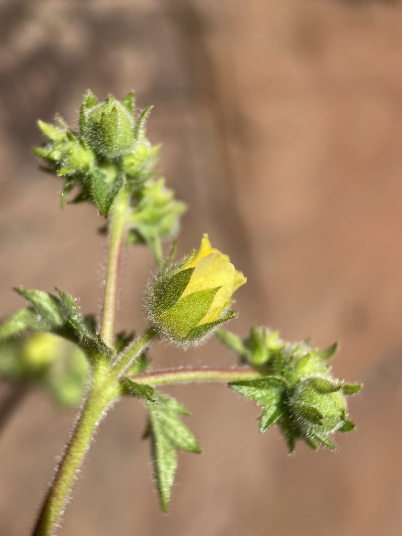 Drymocallis campanulata photo 5