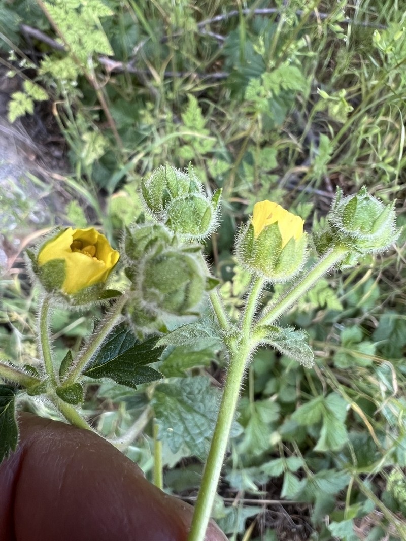 Drymocallis campanulata photo 6