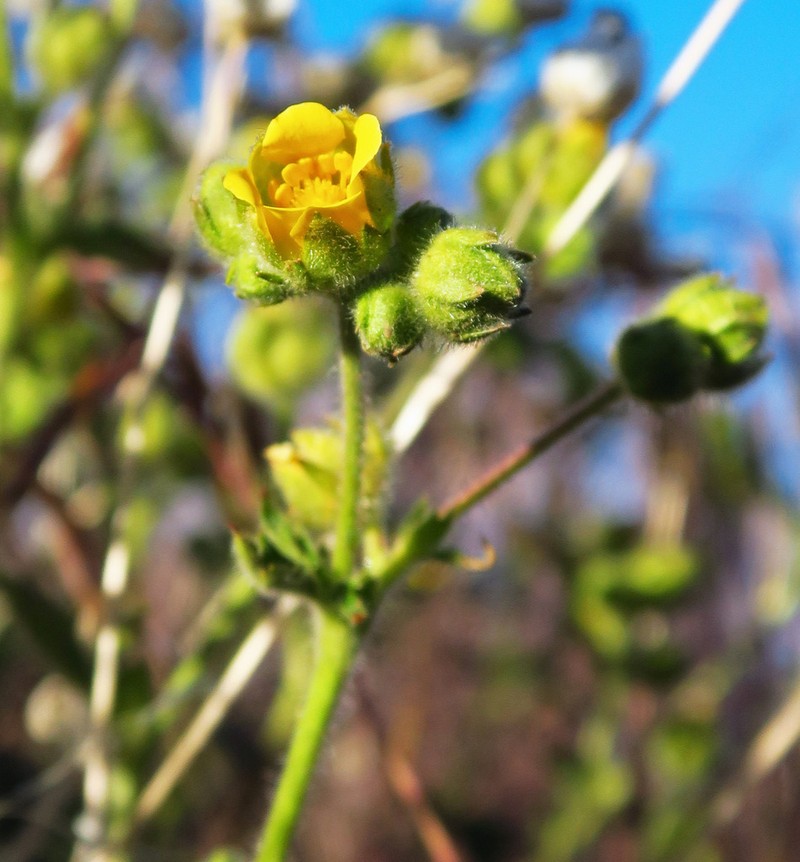 Drymocallis campanulata photo 7