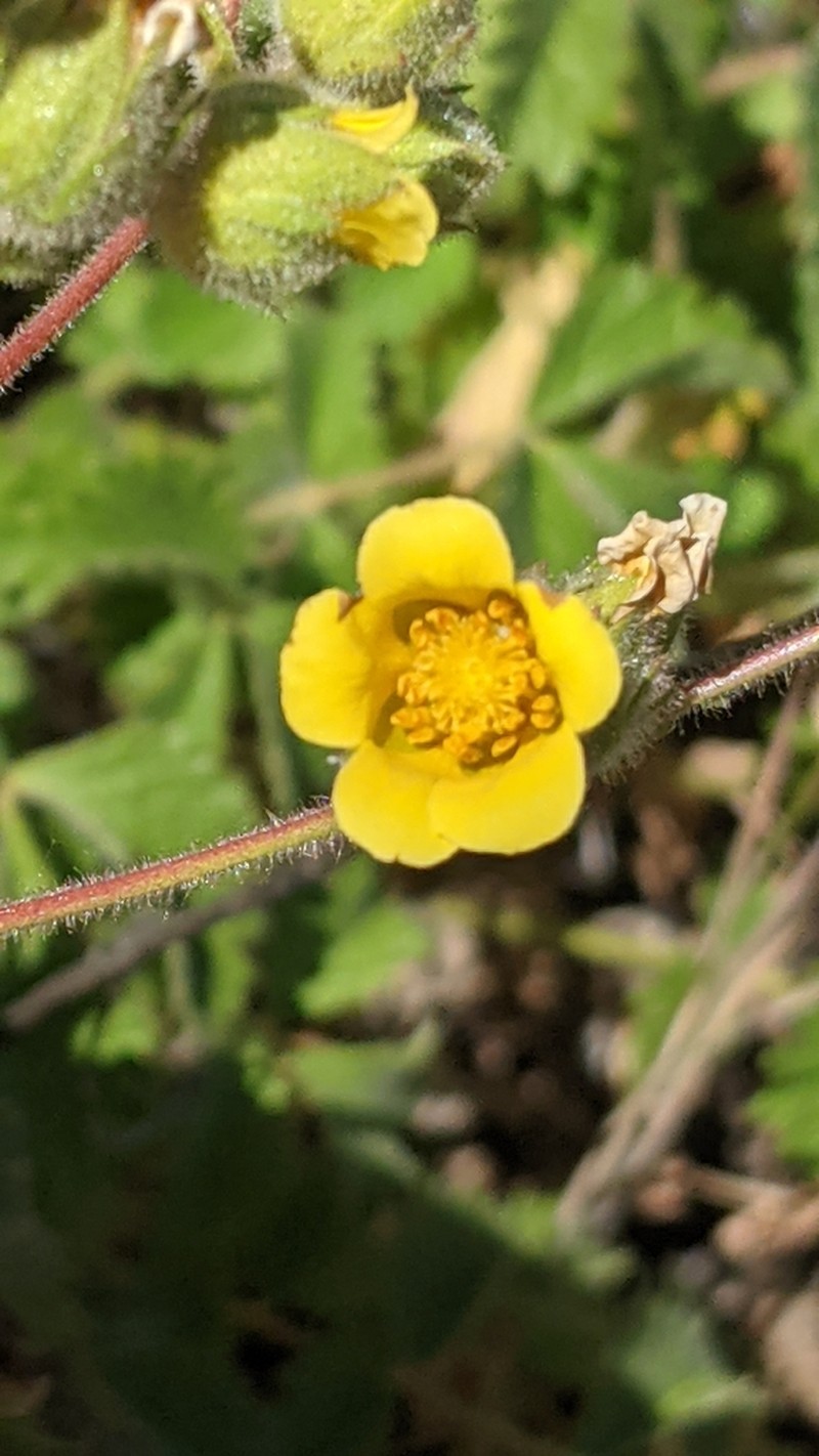 Drymocallis campanulata photo 8