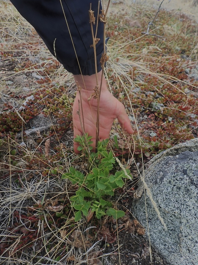 Drymocallis convallaria