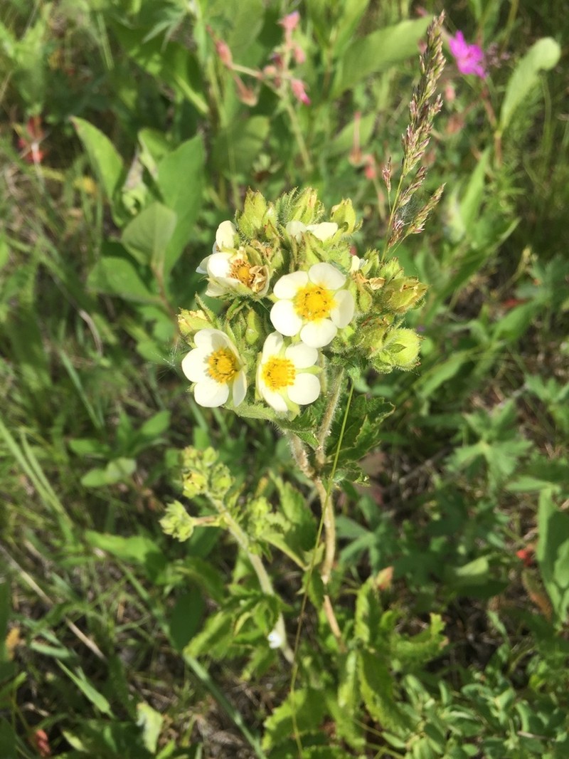 Drymocallis convallaria photo 2