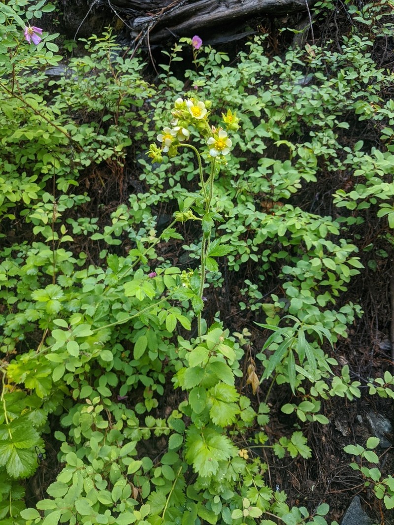 Drymocallis convallaria photo 3