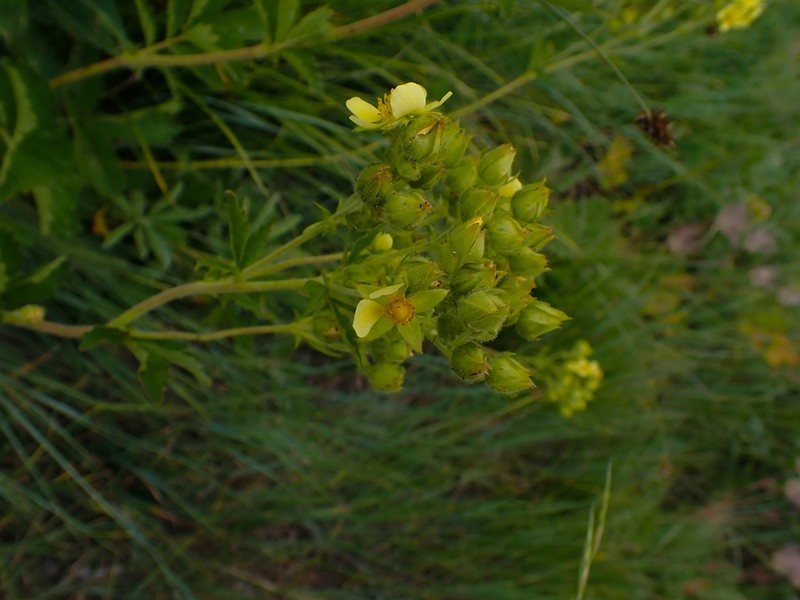 Drymocallis convallaria photo 4