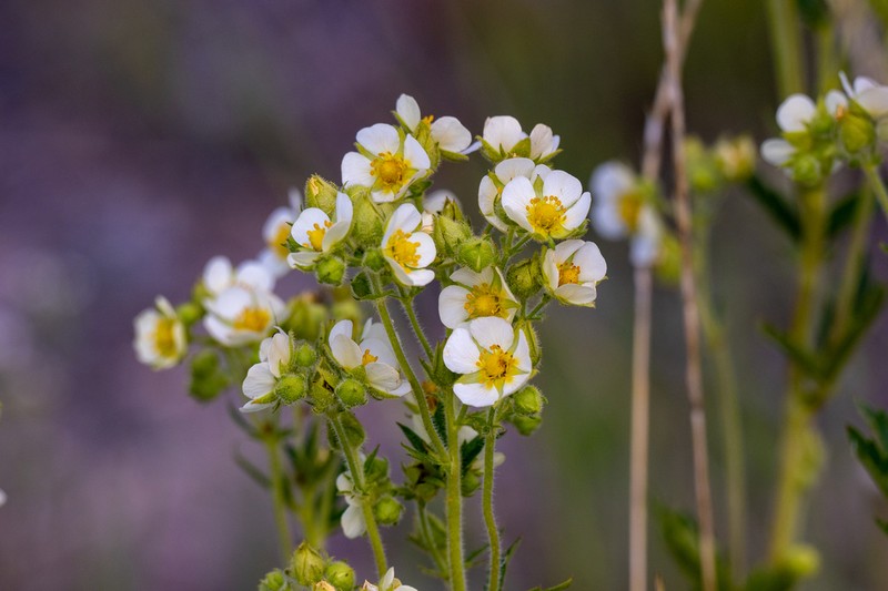 Drymocallis convallaria photo 5
