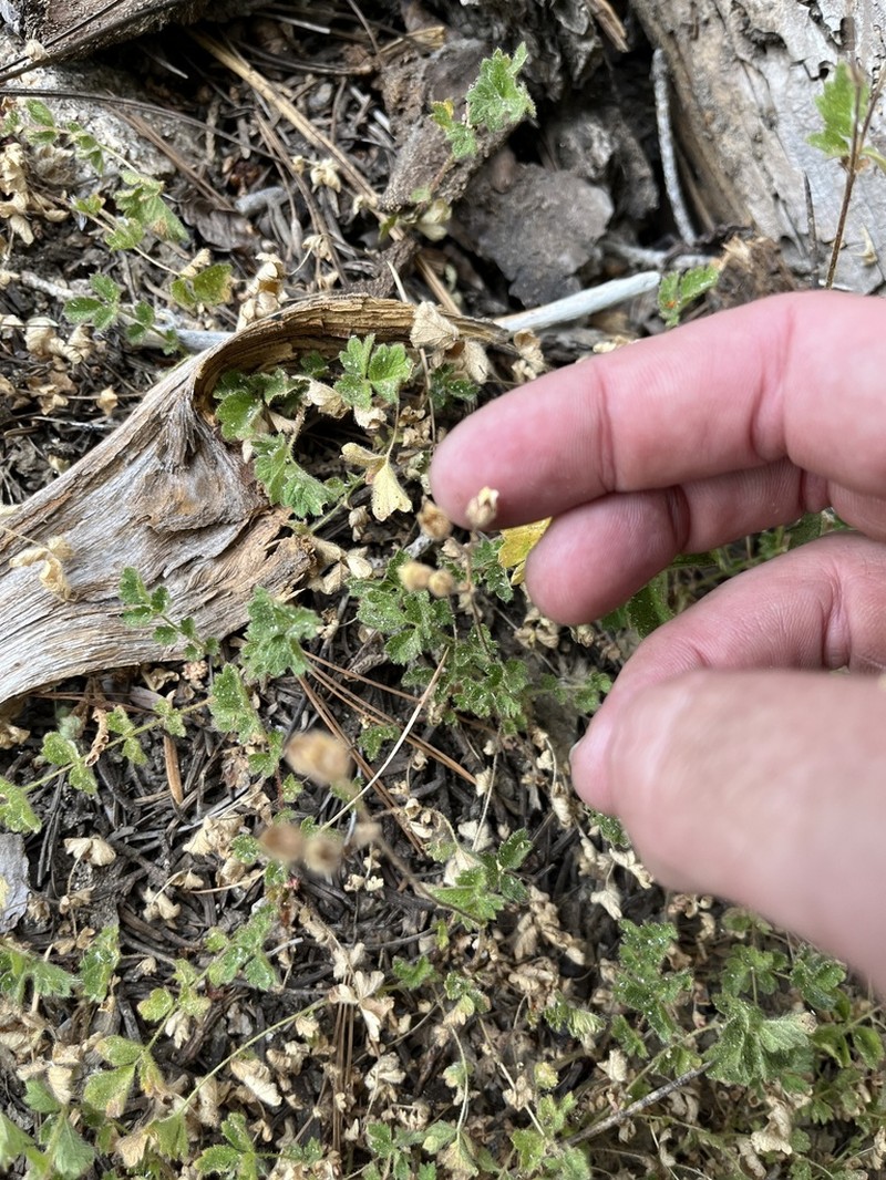 Drymocallis cuneifolia photo 3