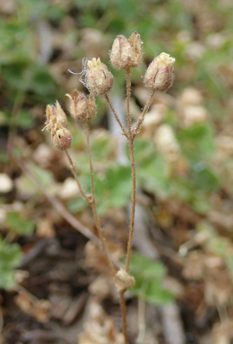 Drymocallis cuneifolia photo 6