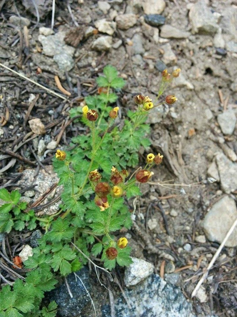 Drymocallis cuneifolia photo 7