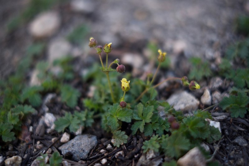Drymocallis cuneifolia photo 8