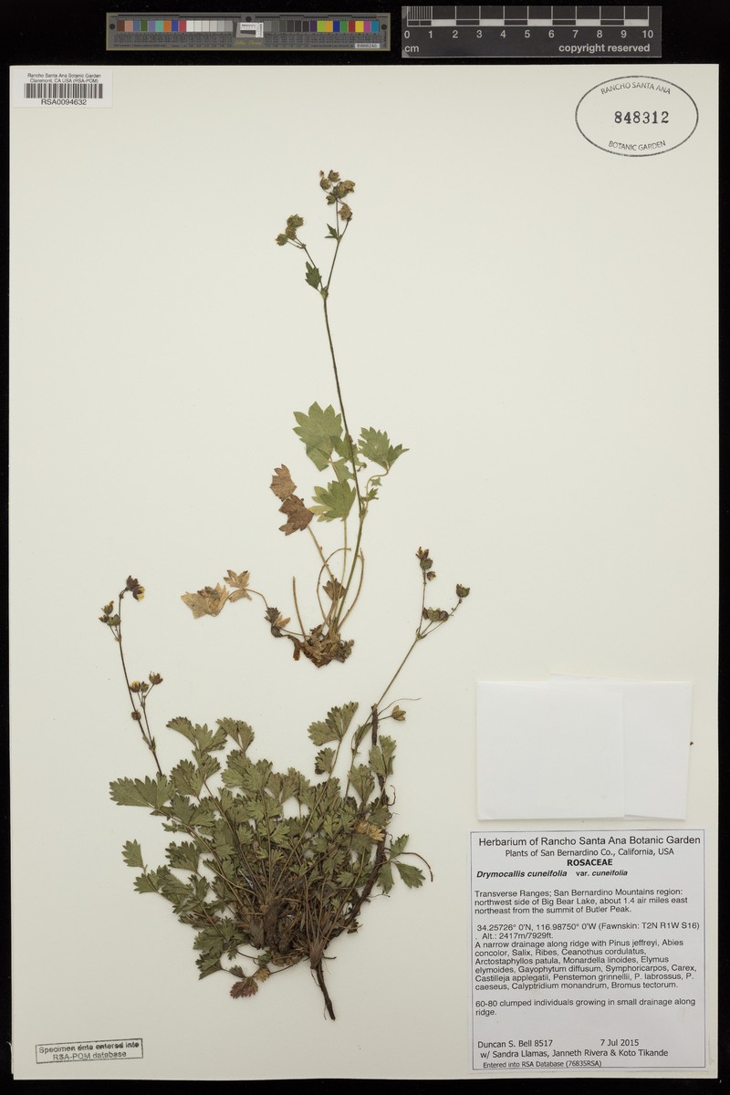 Drymocallis cuneifolia var. cuneifolia