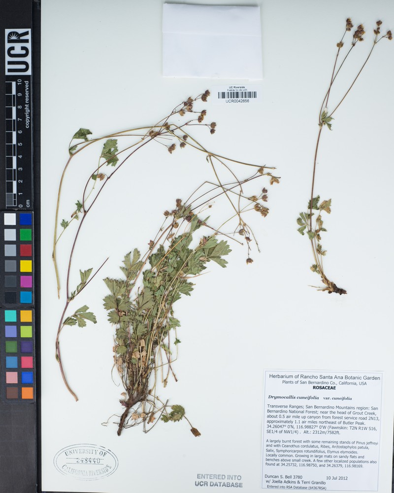Drymocallis cuneifolia var. cuneifolia photo 2