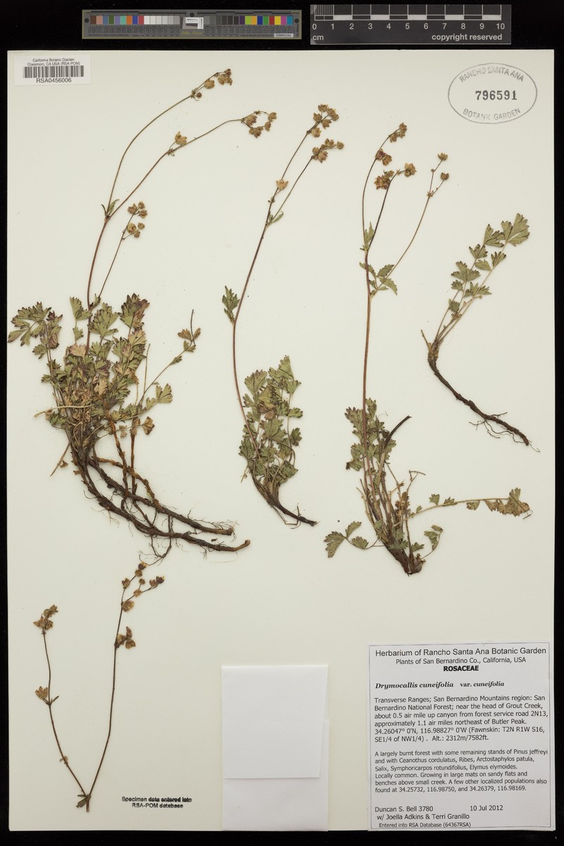Drymocallis cuneifolia var. cuneifolia photo 3