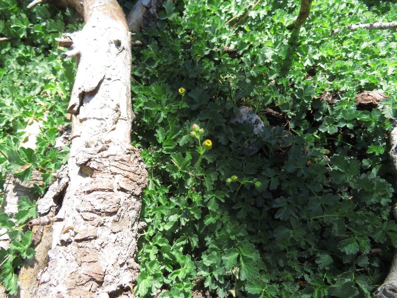 Drymocallis cuneifolia var. ewanii