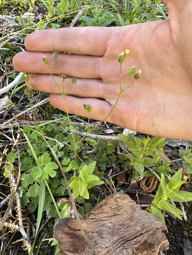 Drymocallis cuneifolia var. ewanii photo 2