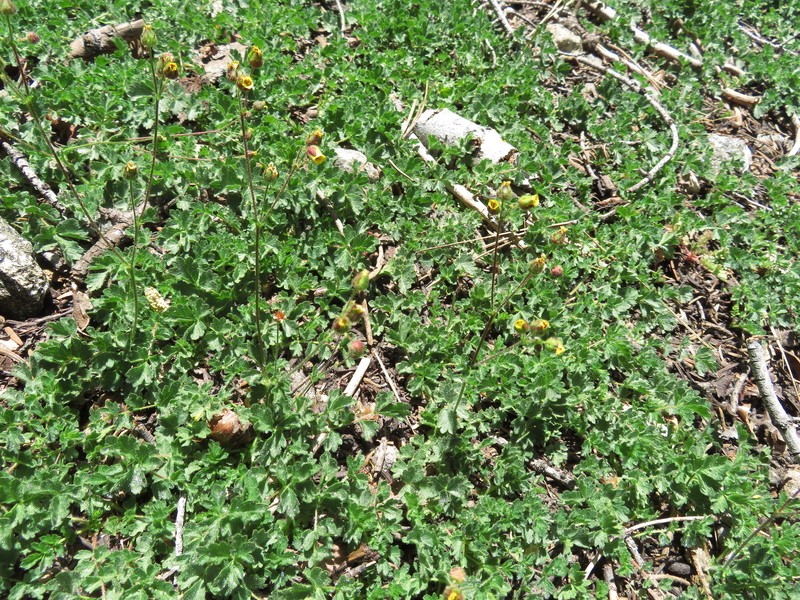 Drymocallis cuneifolia var. ewanii photo 3