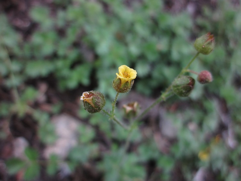 Drymocallis cuneifolia var. ewanii photo 4
