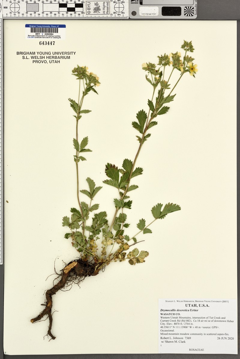 Drymocallis deseretica photo 3
