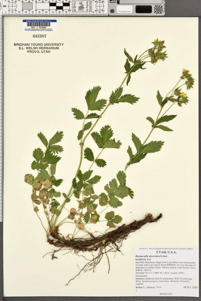 Drymocallis deseretica photo 4