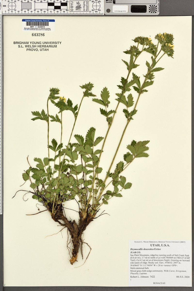 Drymocallis deseretica photo 5