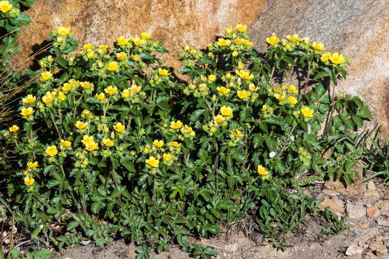 Bigflower Cinquefoil
