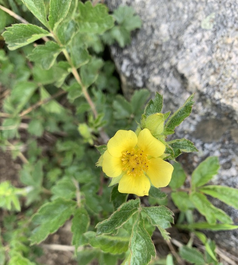Bigflower Cinquefoil photo 2