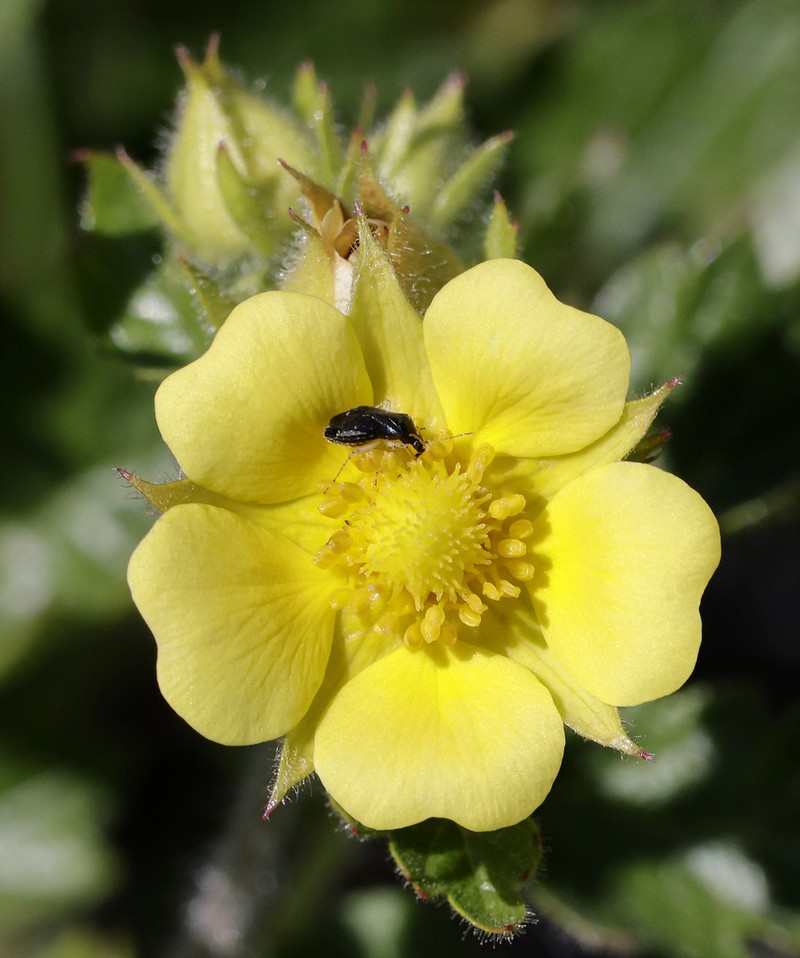 Bigflower Cinquefoil photo 3