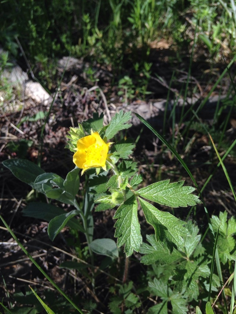 Bigflower Cinquefoil photo 4