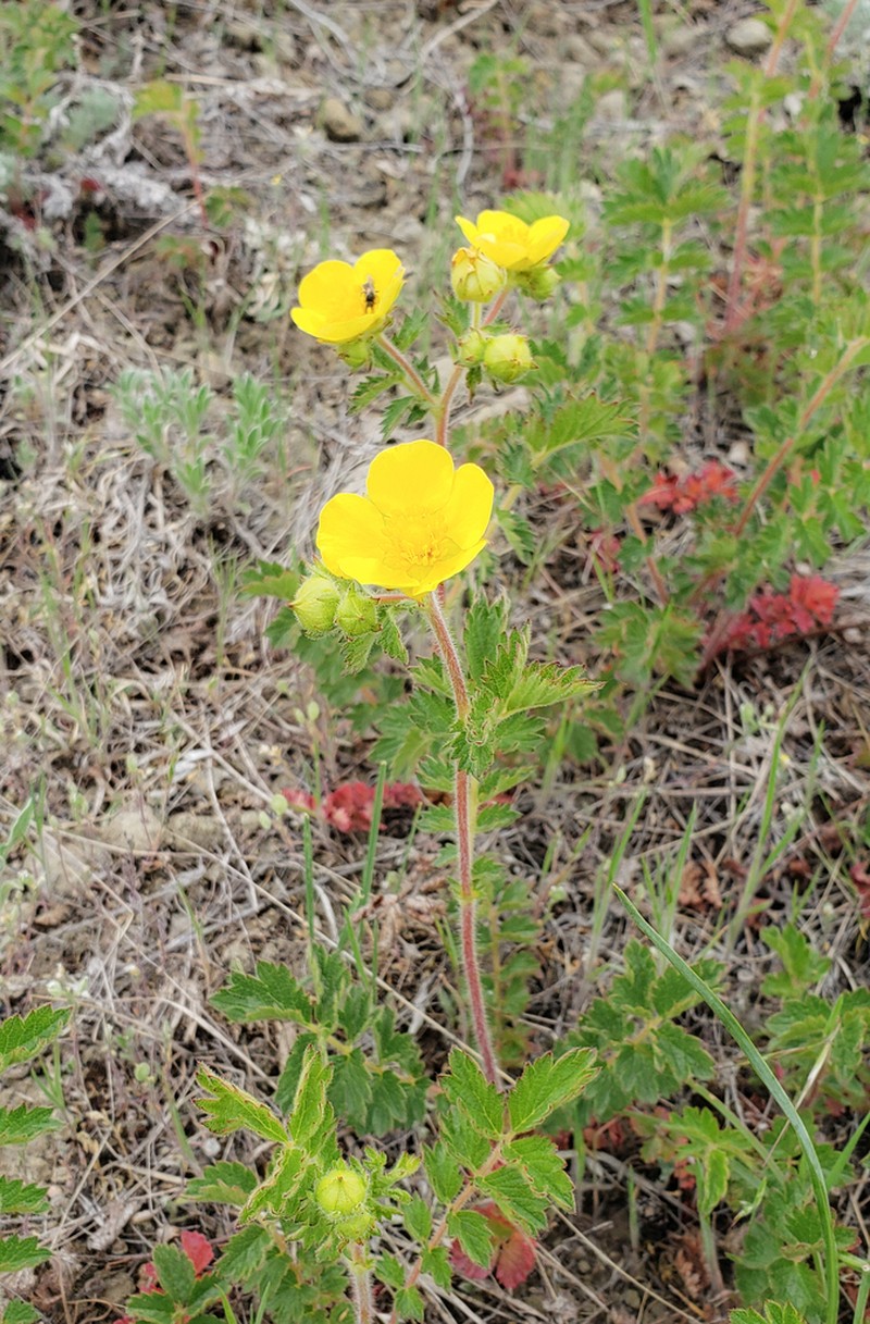 Bigflower Cinquefoil photo 5