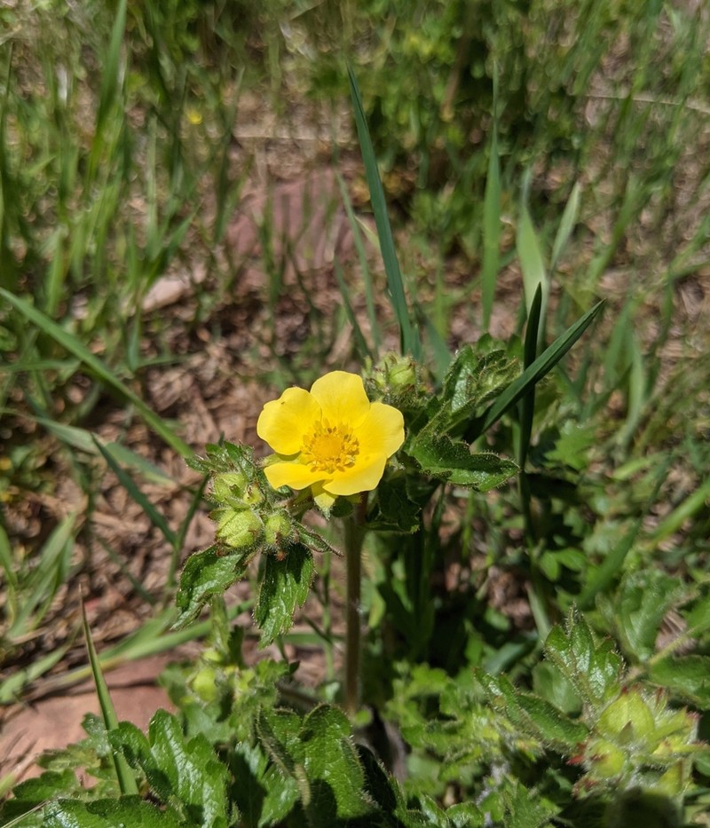 Bigflower Cinquefoil photo 6