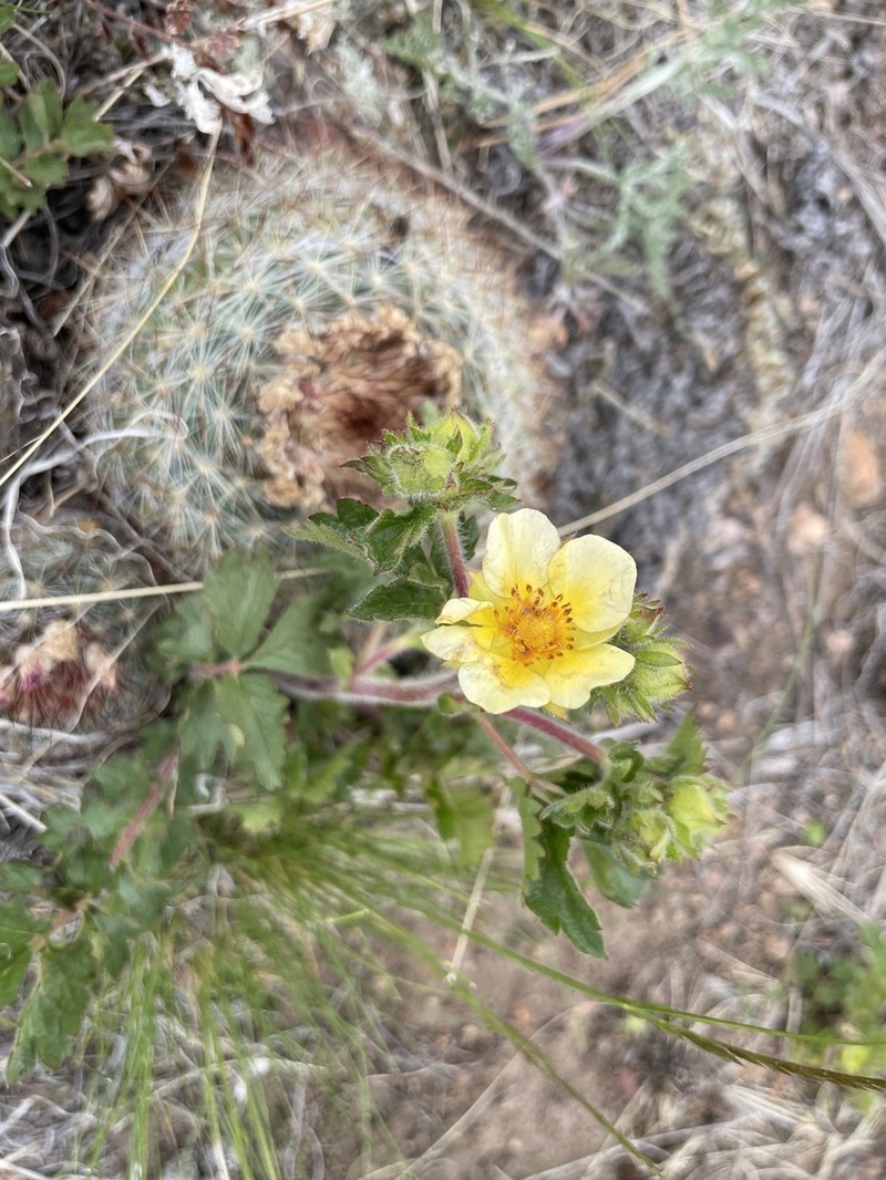 Bigflower Cinquefoil photo 7