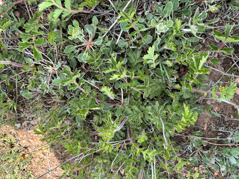 Bigflower Cinquefoil photo 8