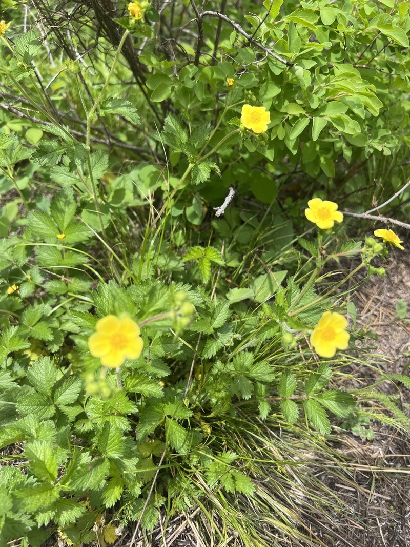 Drymocallis glabrata photo 2