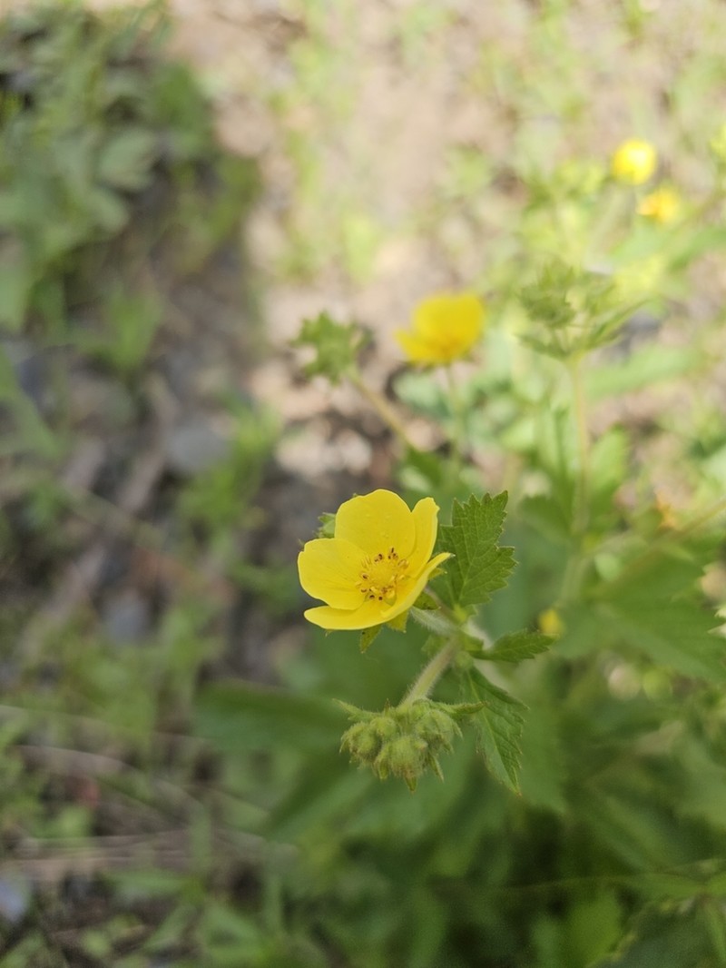 Drymocallis glabrata photo 3
