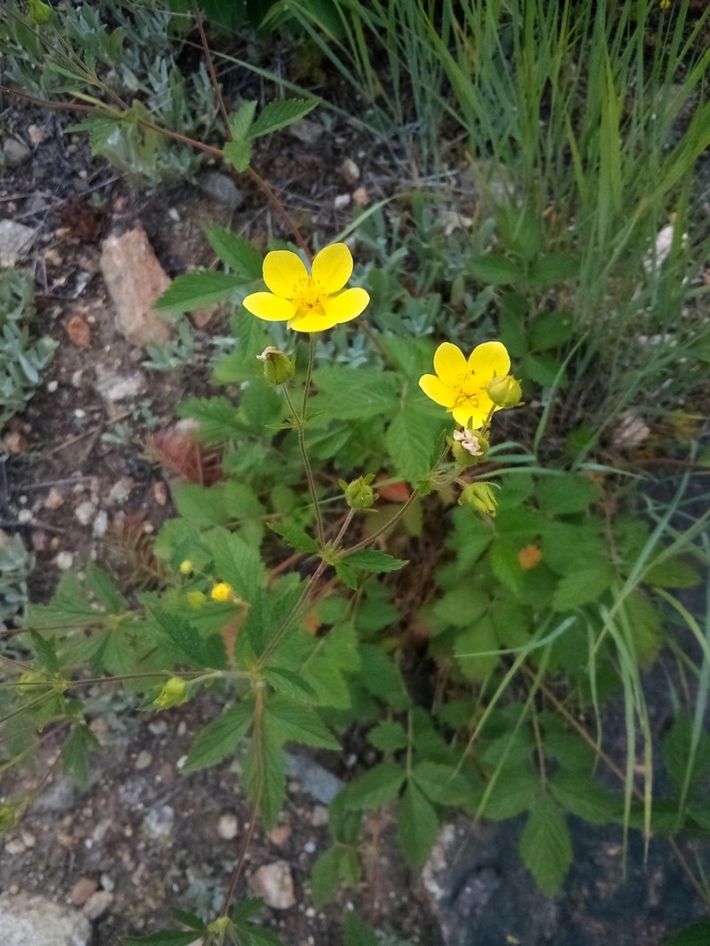 Drymocallis glabrata photo 4