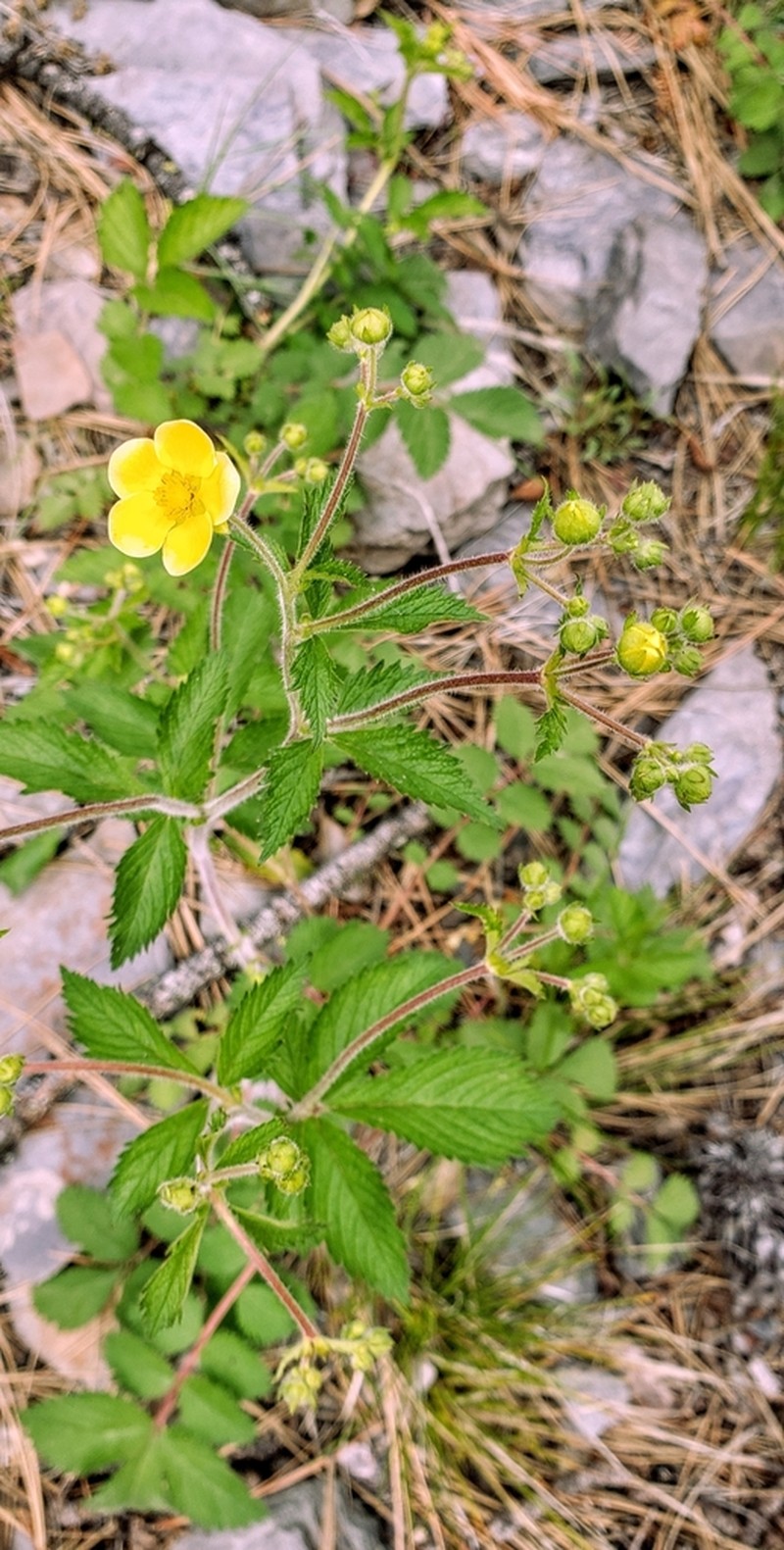 Drymocallis glabrata photo 5