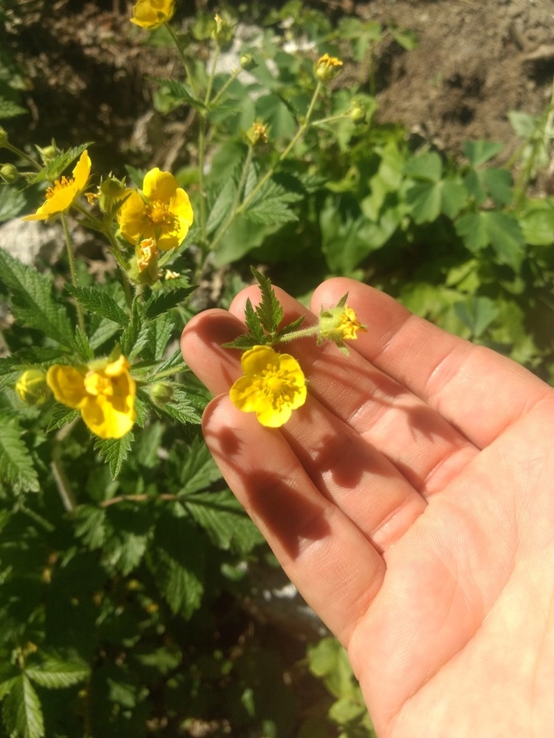 Drymocallis glabrata photo 6