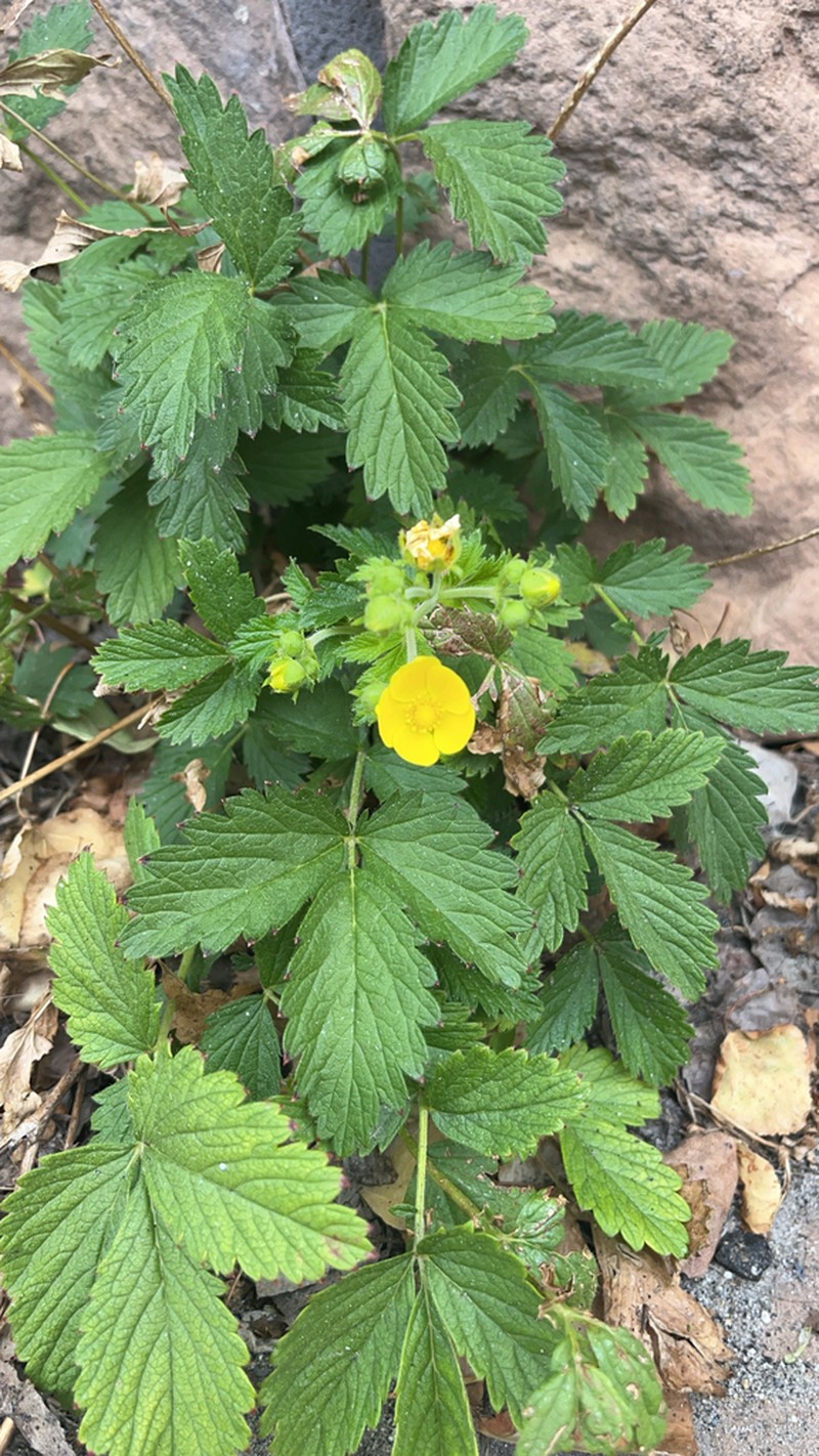 Drymocallis glabrata photo 7