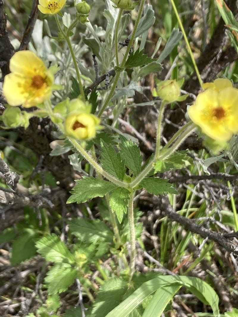 Drymocallis glabrata photo 8