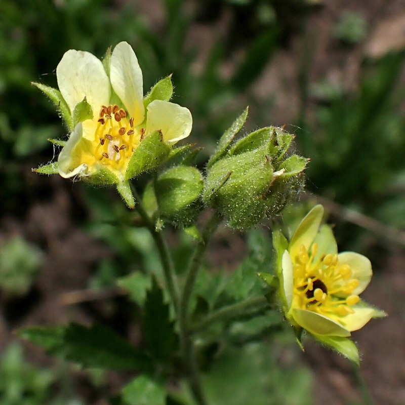 Sticky Cinquefoil photo 2