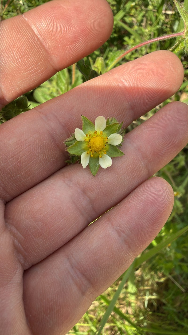 Sticky Cinquefoil photo 3