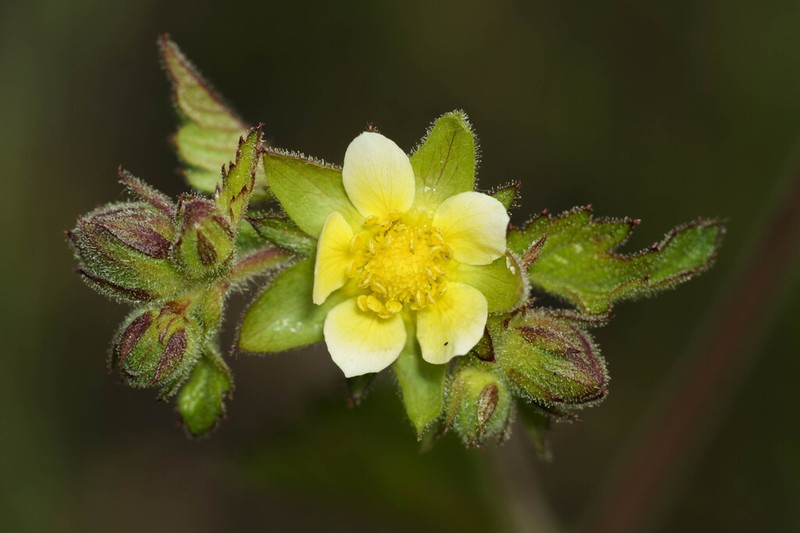 Sticky Cinquefoil photo 4