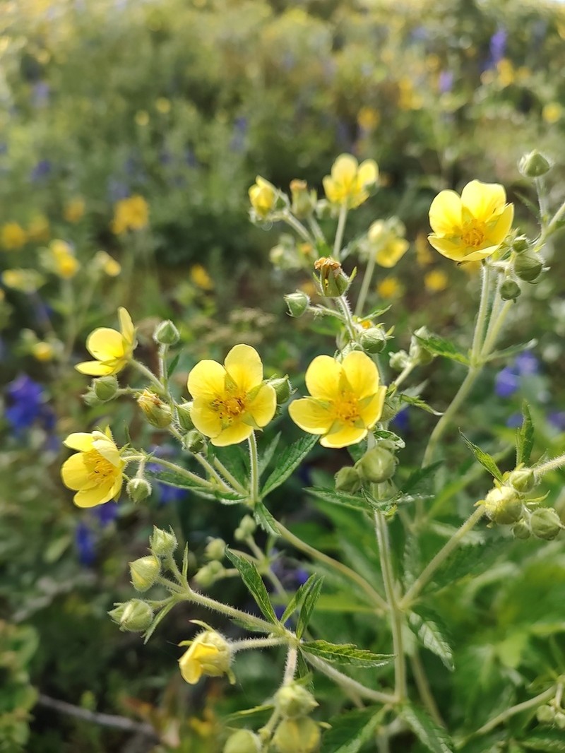 Sticky Cinquefoil photo 5