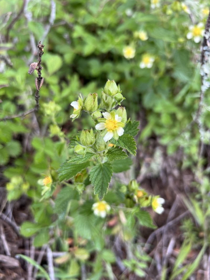 Sticky Cinquefoil photo 6