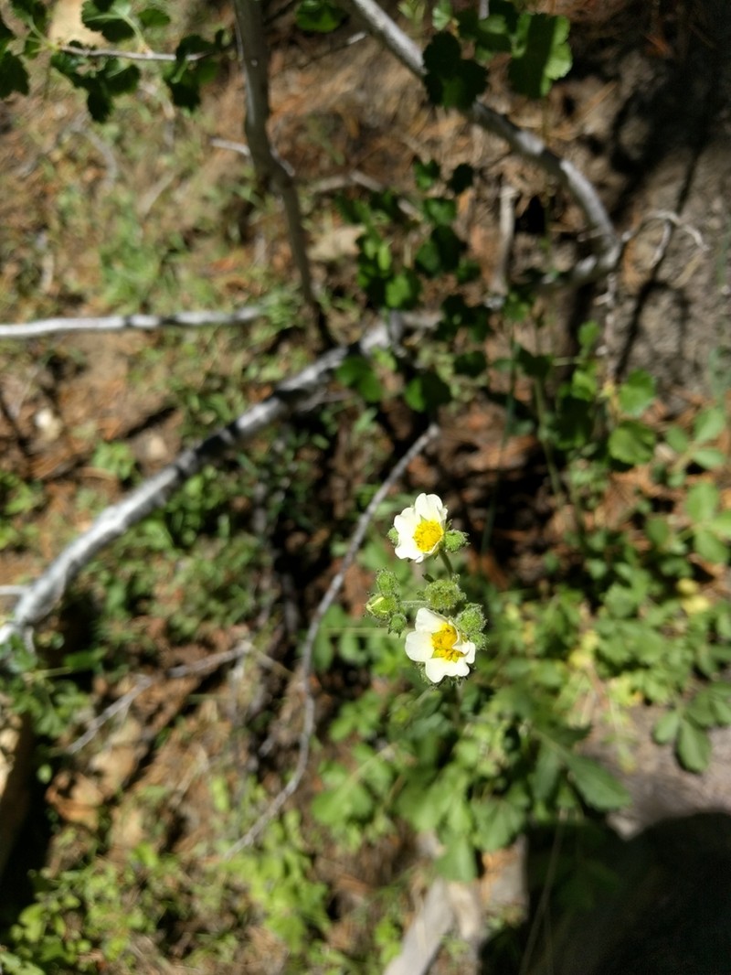 Sticky Cinquefoil photo 8