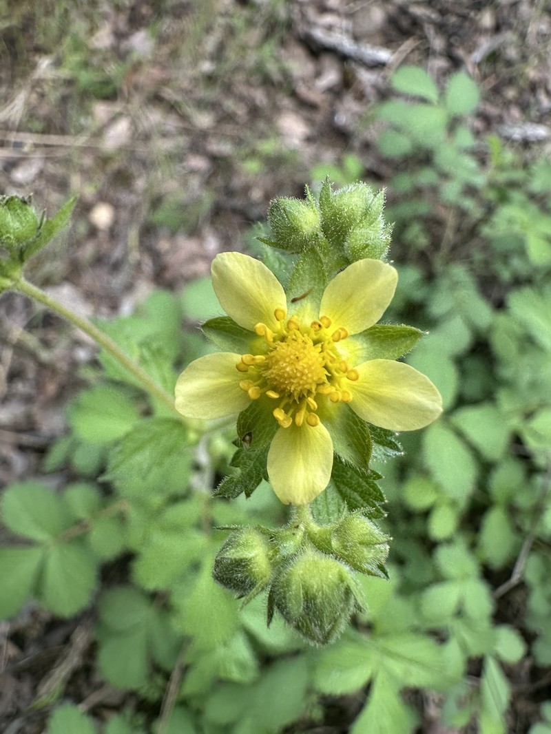 Drymocallis glandulosa var. glandulosa