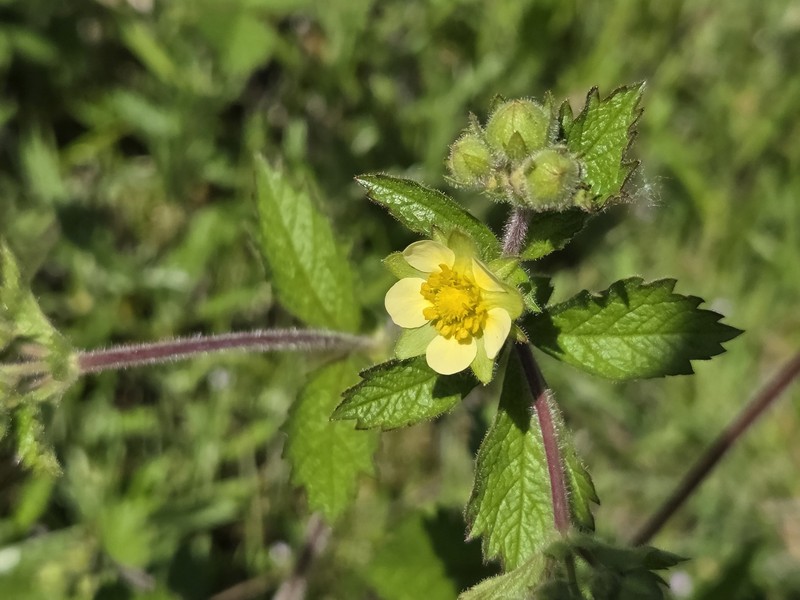 Drymocallis glandulosa var. glandulosa photo 2
