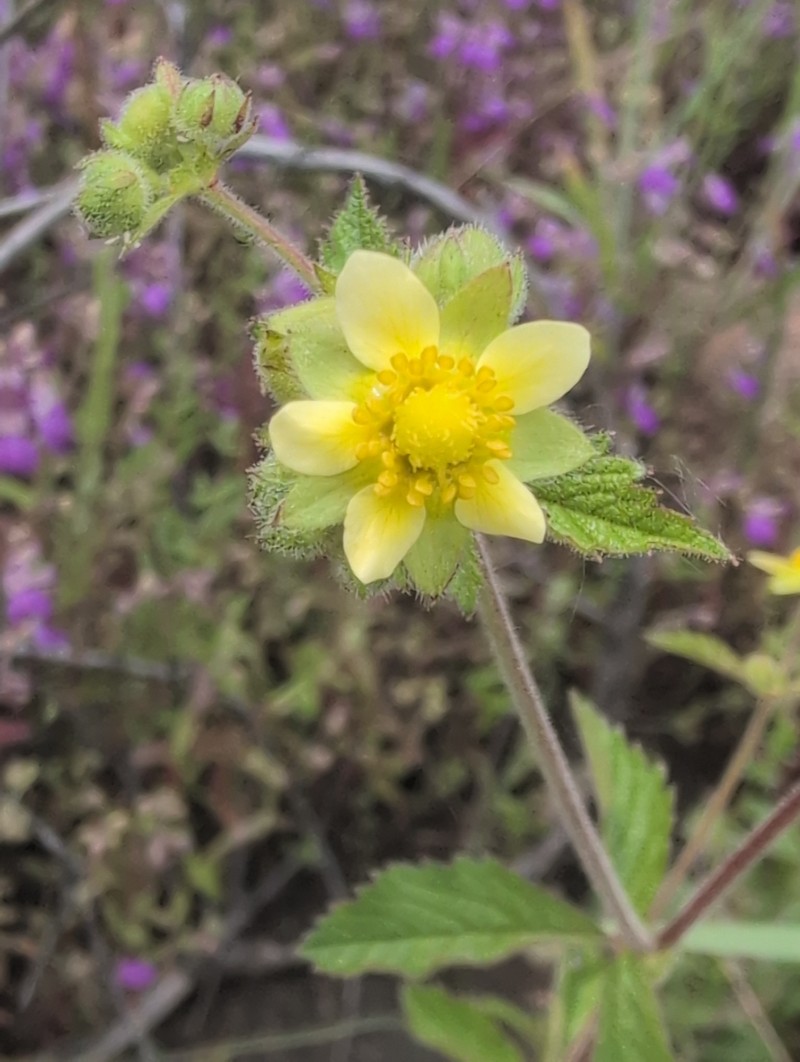 Drymocallis glandulosa var. glandulosa photo 3