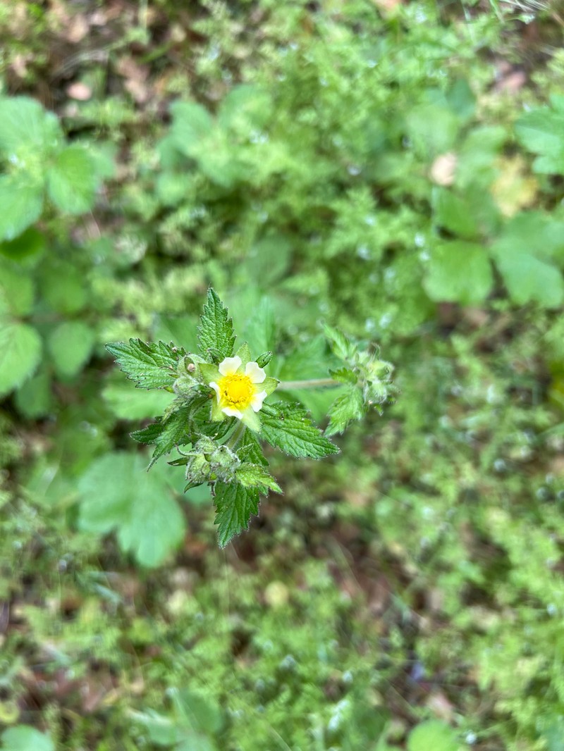 Drymocallis glandulosa var. glandulosa photo 4