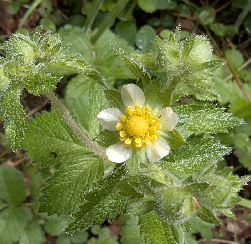 Drymocallis glandulosa var. glandulosa photo 5