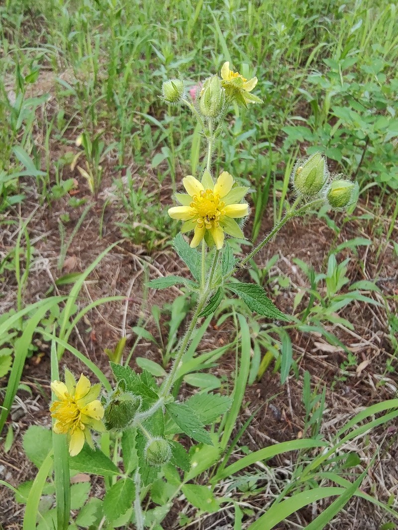 Drymocallis glandulosa var. glandulosa photo 6